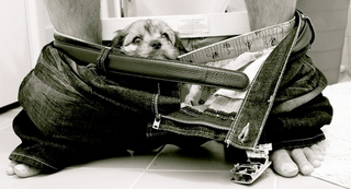 Illustration for article titled Shooting Challenge Pets Gallery 2